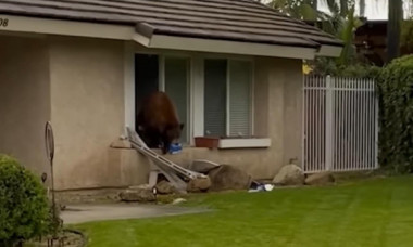 Un urs a fost poreclit Oreo, după ce a „jefuit” mai multe case în căutare de biscuiți. Imaginile cu animalul au devenit virale