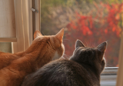 Motivul pentru care un bărbat l-a rugat pe vecinul său să nu-și mai lase pisicile să stea la fereastră: „Îmi e greu să mă concentrez”