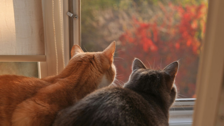 Motivul pentru care un bărbat l-a rugat pe vecinul său să nu-și mai lase pisicile să stea la fereastră: „Îmi e greu să mă concentrez”