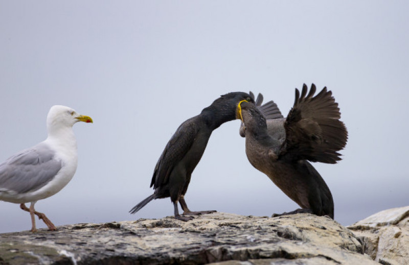 Doi cormorani, spectacol inedit pe o stâncă/ Profimedia