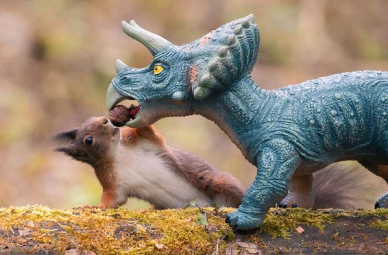 O veveriță și-a găsit cel mai ciudat prieten/ Profimedia