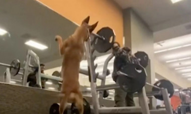 Așa stăpân, așa câine! Imagini virale cu un patruped care își imită stăpânul în sala de fitness. Cum a fost surprins