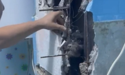 Pompierii din Hunedoara s-au chinuit două ore să salveze un câine care intrase sub o chiuvetă: „L-au căutat peste tot”