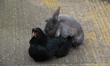 Imagini virale cu un iepure și o găină: a vrut să-i fure ouăle sau doar cerșea o îmbrățișare?