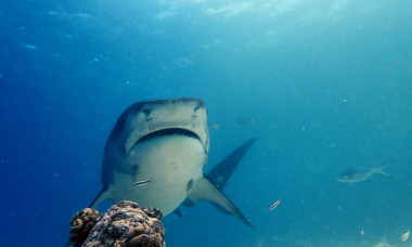 Cum să eviți un atac de rechin și ce să faci dacă ești mușcat. Nu ar trebui niciodată să porți bijuterii în apă