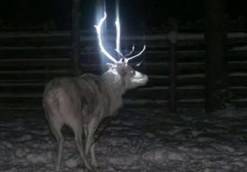 Motivul pentru care coarnele renilor din Finlanda strălucesc în întuneric: „Ajută la prevenirea accidentelor”