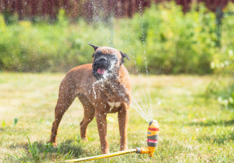 De ce nu ar trebui niciodată să stropești cu apă un câine pe caniculă: „Îi vei face și mai mult rău”