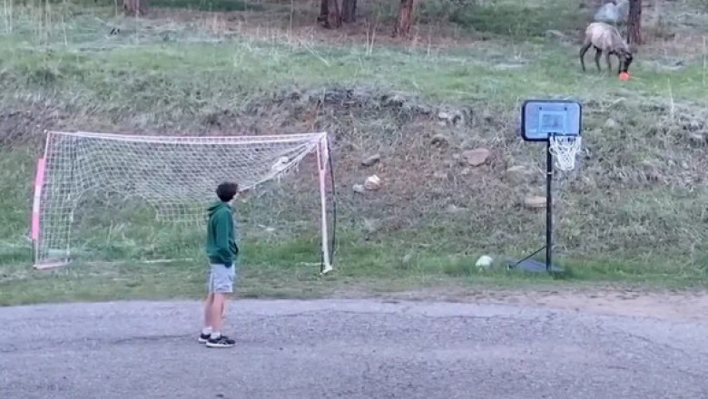 Momentul când un elan sălbatic se alătură unor tineri la un meci de fotbal în curte. Imaginile au devenit virale