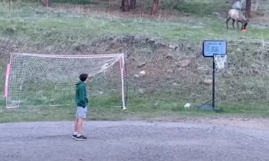 Momentul când un elan sălbatic se alătură unor tineri la un meci de fotbal în curte. Imaginile au devenit virale