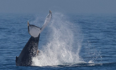 VIDEO O balenă sare direct pe o barcă și o răstoarnă. Cei doi pescari aflați la bord au scăpat teferi: 
