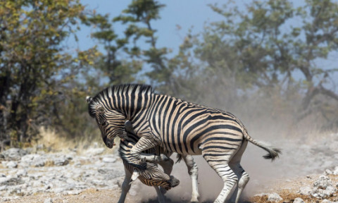 Momentul inedit când două zebre se bat pentru a avea acces la apă. Imaginile sunt virale pe internet