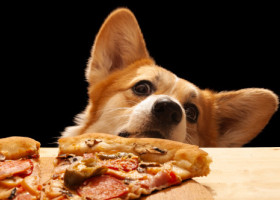 Gestul făcut de un câine pentru a-și convinge stăpânul să-i dea o felie de pizza: „Se oprește doar când obține ce vrea”
