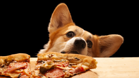 Gestul făcut de un câine pentru a-și convinge stăpânul să-i dea o felie de pizza: „Se oprește doar când obține ce vrea”