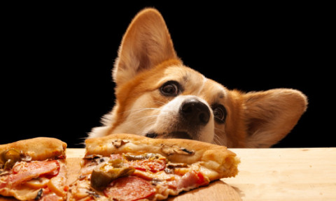 Gestul făcut de un câine pentru a-și convinge stăpânul să-i dea o felie de pizza: „Se oprește doar când obține ce vrea”
