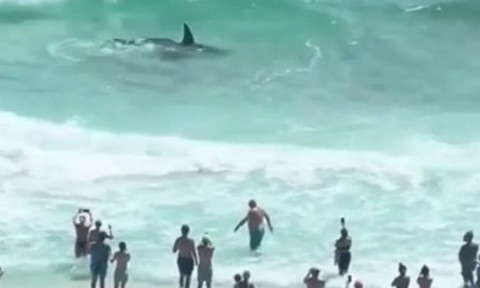 Lupta violentă dintre un rechin-ciocan și o pisică de mare, filmată lângă țărmul Floridei. Momentul a devenit viral