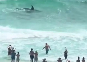 Lupta violentă dintre un rechin-ciocan și o pisică de mare, filmată lângă țărmul Floridei. Momentul a devenit viral