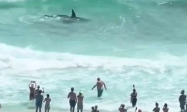Lupta violentă dintre un rechin-ciocan și o pisică de mare, filmată lângă țărmul Floridei. Momentul a devenit viral