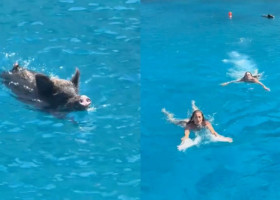 Panică pe o plajă din Grecia. Turiștii, terifiați de un mistreț în timp ce înotau în largul unei insule. Momentul a devenit viral