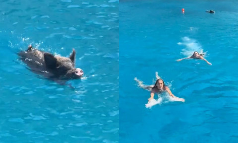 Panică pe o plajă din Grecia. Turiștii, terifiați de un mistreț în timp ce înotau în largul unei insule. Momentul a devenit viral
