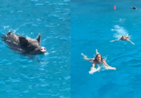 Panică pe o plajă din Grecia. Turiștii, terifiați de un mistreț în timp ce înotau în largul unei insule. Momentul a devenit viral