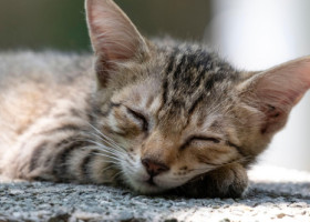De ce adoră pisicile să doarmă pe beton. Un expert în comportamentul animalelor explică această obsesie a felinelor