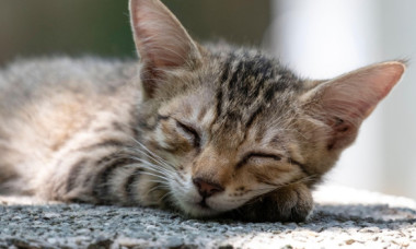 De ce adoră pisicile să doarmă pe beton. Un expert în comportamentul animalelor explică această obsesie a felinelor