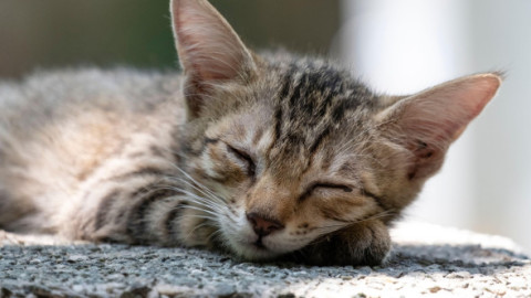De ce adoră pisicile să doarmă pe beton. Un expert în comportamentul animalelor explică această obsesie a felinelor