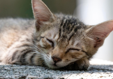 De ce adoră pisicile să doarmă pe beton. Un expert în comportamentul animalelor explică această obsesie a felinelor