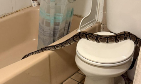 Panică într-un apartament din New Hampshire. Un piton de 1,5 metri, descoperit în baie de un locatar
