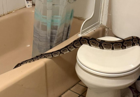 Panică într-un apartament din New Hampshire. Un piton de 1,5 metri, descoperit în baie de un locatar