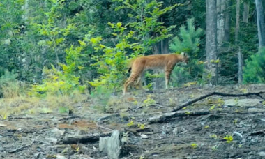 VIDEO Imagini spectaculoase cu un râs, surprinse în Parcul Naţional Semenic Cheile Caraşului