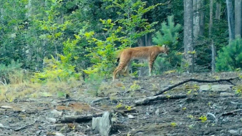 VIDEO Imagini spectaculoase cu un râs, surprinse în Parcul Naţional Semenic Cheile Caraşului