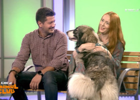 Câinele format de români pentru români, dat uitării: Mioriticul a ajuns la doar 70 de pui pe an