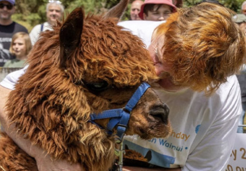 Ea este cea mai bătrână alpaca din lume. Secretele longevității sale, dezvăluire de proprietarii ei