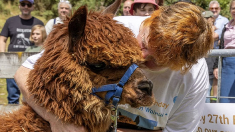 Ea este cea mai bătrână alpaca din lume. Secretele longevității sale, dezvăluire de proprietarii ei