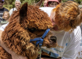 Ea este cea mai bătrână alpaca din lume. Secretele longevității sale, dezvăluire de proprietarii ei