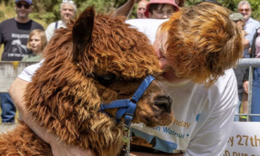 Ea este cea mai bătrână alpaca din lume. Secretele longevității sale, dezvăluire de proprietarii ei