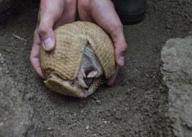 O premieră în Europa. Un exemplar rar de tatu albinos a venit pe lume la o grădină zoologică din Franţa. „Am fost foarte surprinși”