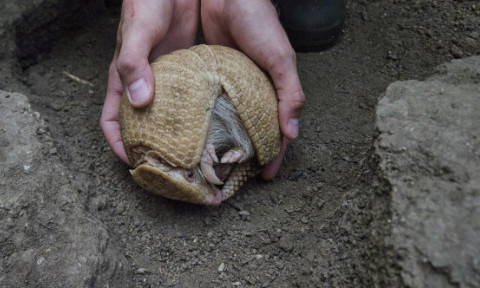 O premieră în Europa. Un exemplar rar de tatu albinos a venit pe lume la o grădină zoologică din Franţa. „Am fost foarte surprinși”