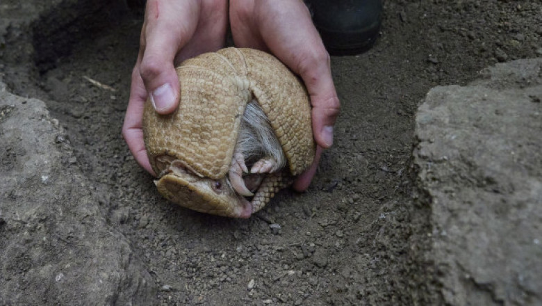 O premieră în Europa. Un exemplar rar de tatu albinos a venit pe lume la o grădină zoologică din Franţa. „Am fost foarte surprinși”