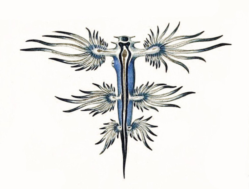 Glaucus atlanticus/ Foto: Profimedia