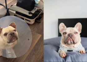 Un câine a adulmecat pentru prima dată după o operație la nas. Momentul emoționant a devenit viral