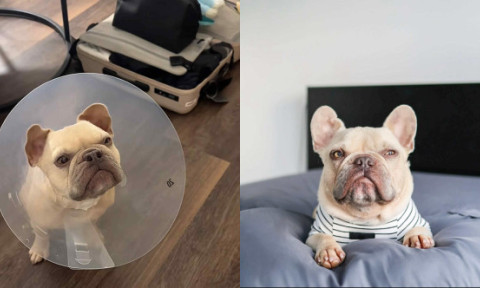 Un câine a adulmecat pentru prima dată după o operație la nas. Momentul emoționant a devenit viral