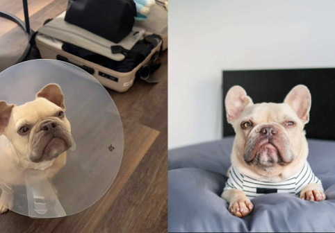 Un câine a adulmecat pentru prima dată după o operație la nas. Momentul emoționant a devenit viral