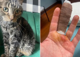 O simplă zgârietură de pisică i-a schimbat viața unei femei. A fost internată în spital și s-a luptat zile întregi cu infecția