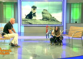 Mic la stat, mare la pază și cu barbă serioasă: ”Schnautzerul pitic, ideal pentru oamenii singuri”