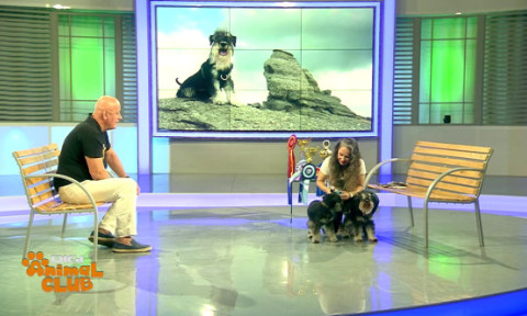 Mic la stat, mare la pază și cu barbă serioasă: ”Schnautzerul pitic, ideal pentru oamenii singuri”