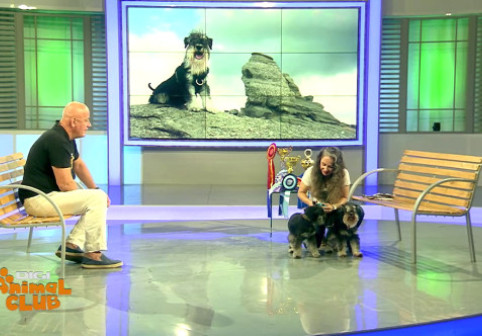 Mic la stat, mare la pază și cu barbă serioasă: ”Schnautzerul pitic, ideal pentru oamenii singuri”