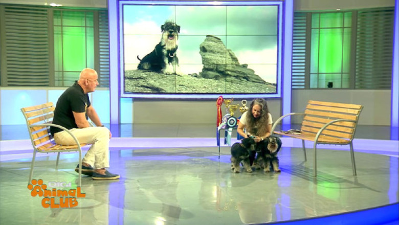 Mic la stat, mare la pază și cu barbă serioasă: ”Schnautzerul pitic, ideal pentru oamenii singuri”