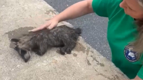 Ați mai văzut un raton beat? O asistentă l-a resuscitat. Animalul se îmbătase după ce a mâncat piersici fermentate